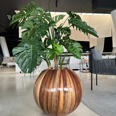 Ghiveci Banana cu Monstera DeLuxe