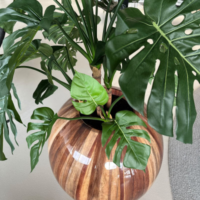 Ghiveci Banana cu Monstera DeLuxe