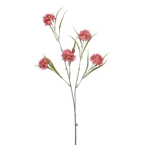 Allium bloemen Roze H86