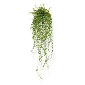Callisia planta curgatoare UV Verde H70