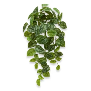 Scindapsus Pictus planta curgatoare Verde H60