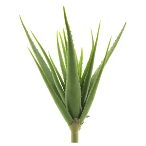 Aloe vera Verde H61
