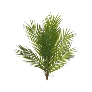 Areca palm Verde H60